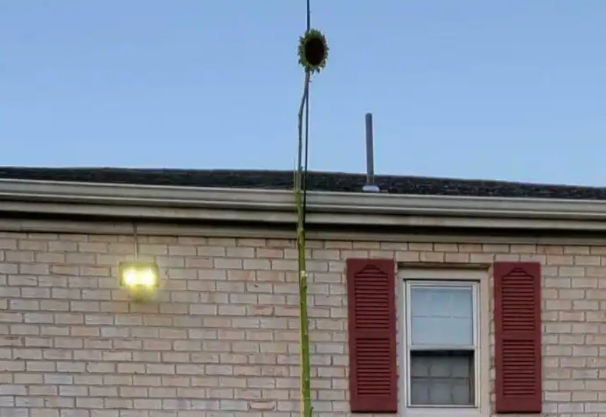 三年前种下的向日葵