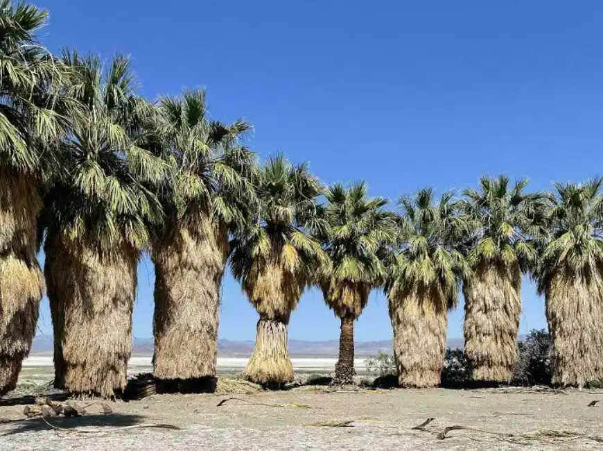 修剪过的棕榈树