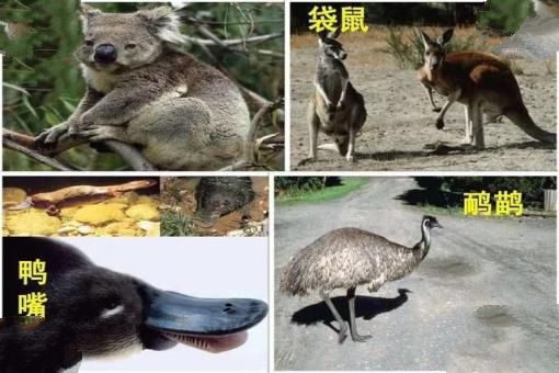 骆驼群混进间谍，暴露位置引来猎手屠杀，4年间成功消灭16万