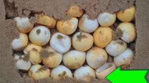 你不知道的23个奇闻趣事