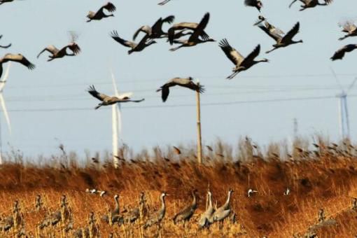 中国十大最美湿地排名，鄱阳湖上榜，第十位于黄河入海口两侧